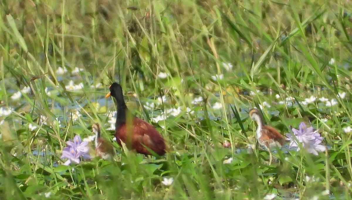 Northern Jacana - ML190223051