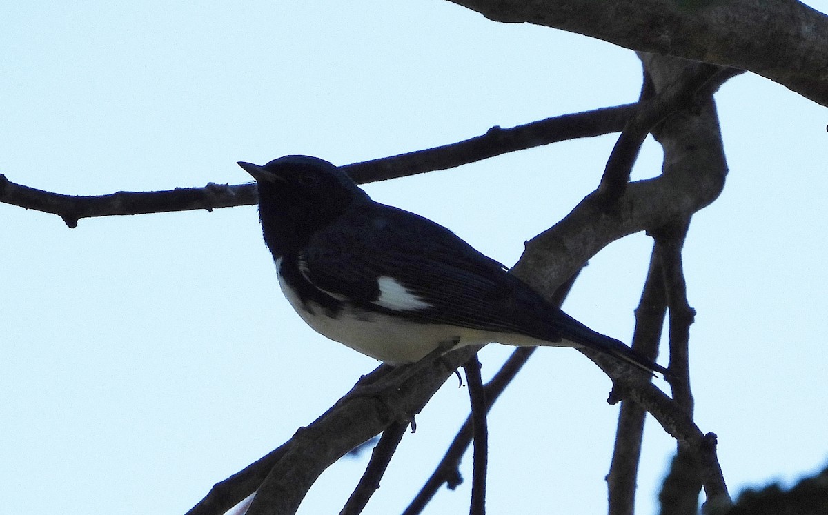 Black-throated Blue Warbler - ML190223211