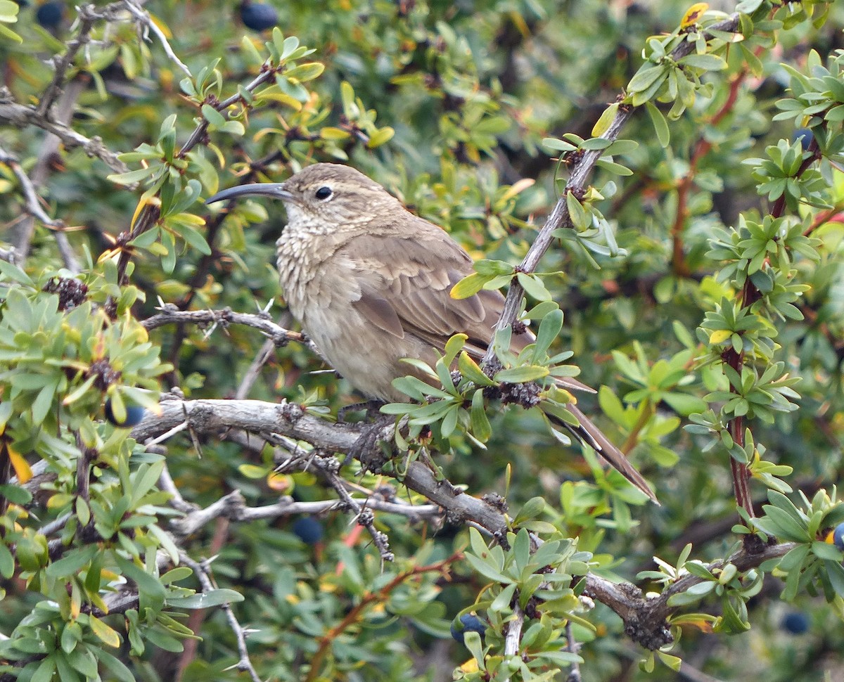 Scale-throated Earthcreeper - ML190223341