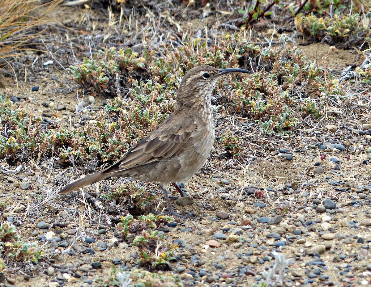 ウロコカマハシカマドドリ - ML190223361