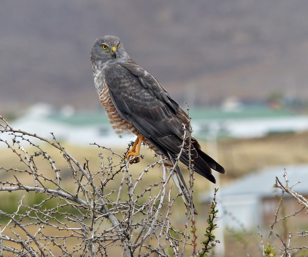 Cinereous Harrier - ML190223591