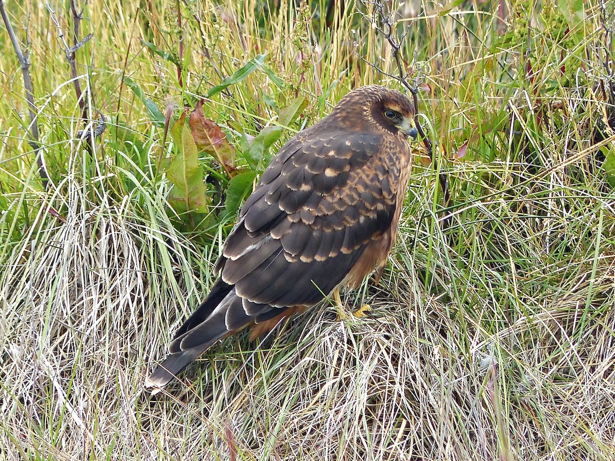 Cinereous Harrier - ML190223871