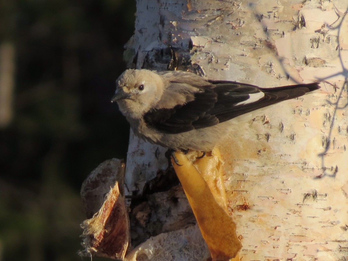 Clark's Nutcracker - Suzy Wright