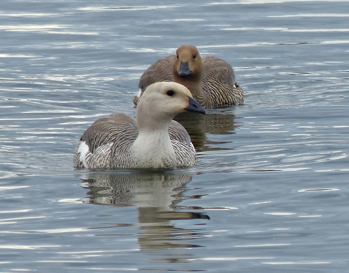 Upland Goose - Carlos Schmidtutz