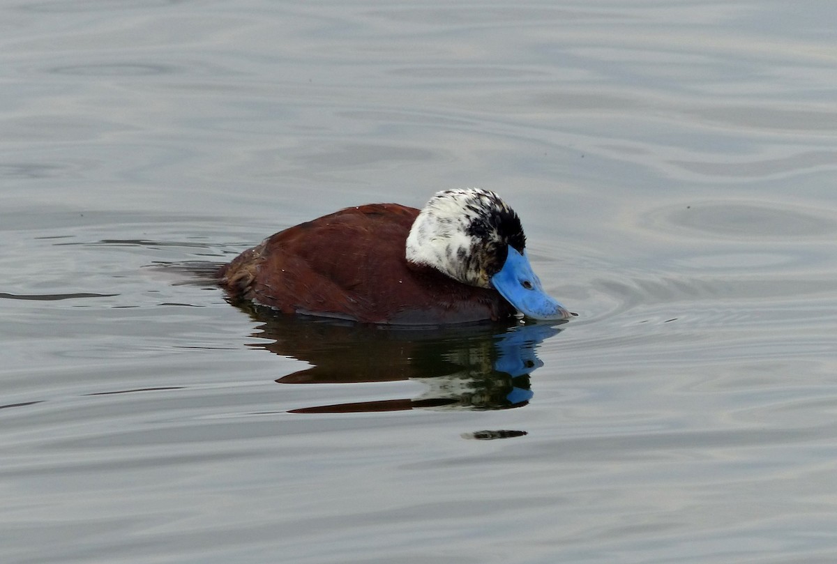 Lake Duck - Carlos Schmidtutz