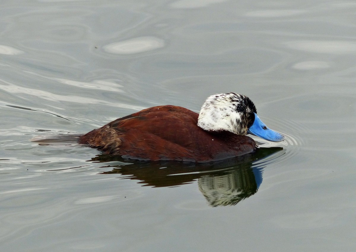 Lake Duck - Carlos Schmidtutz