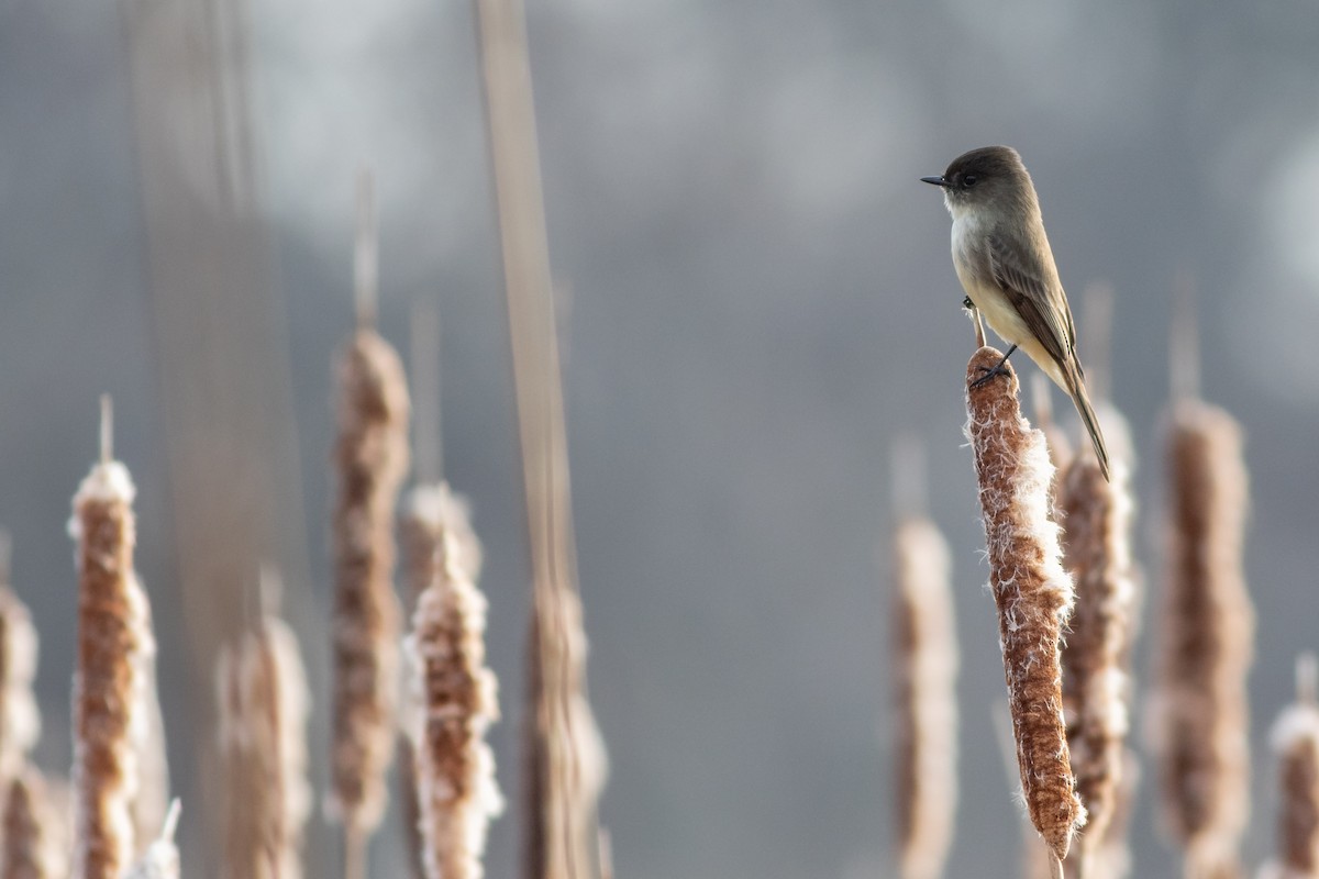 Eastern Phoebe - ML190224951