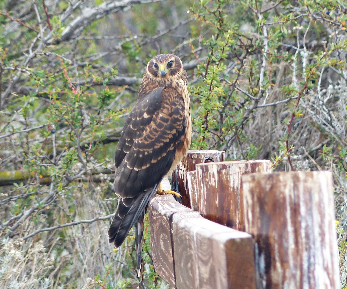 Cinereous Harrier - ML190225151