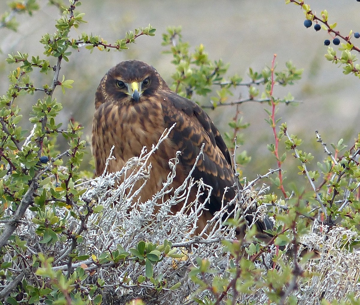 Cinereous Harrier - ML190225161