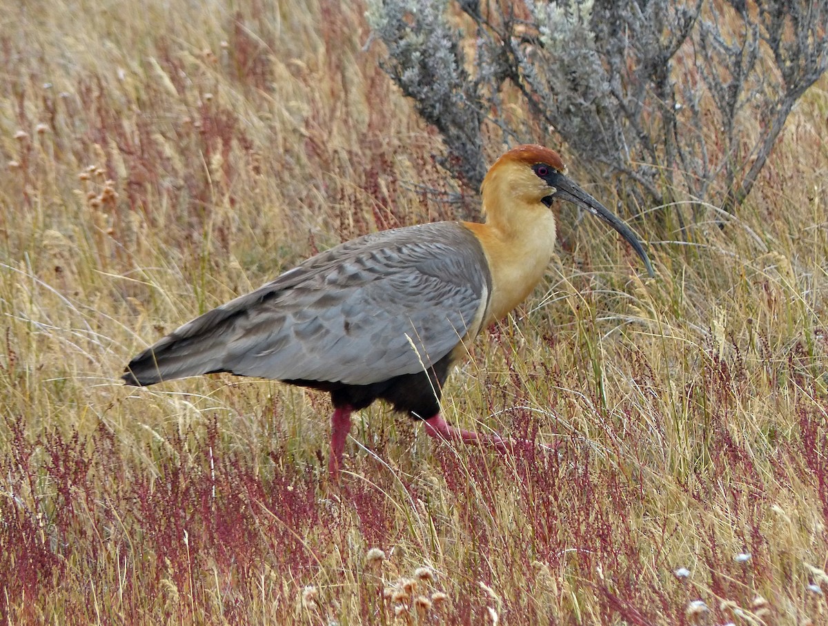 Black-faced Ibis - ML190226241