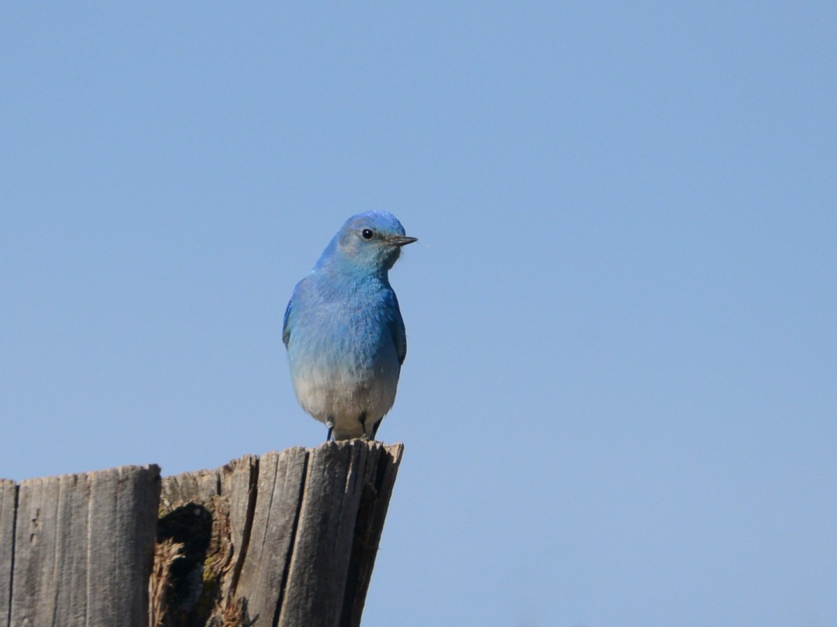 Mountain Bluebird - ML190226251