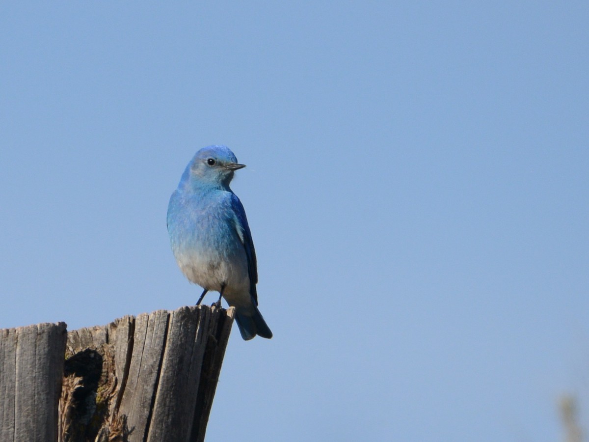 Mountain Bluebird - ML190226261