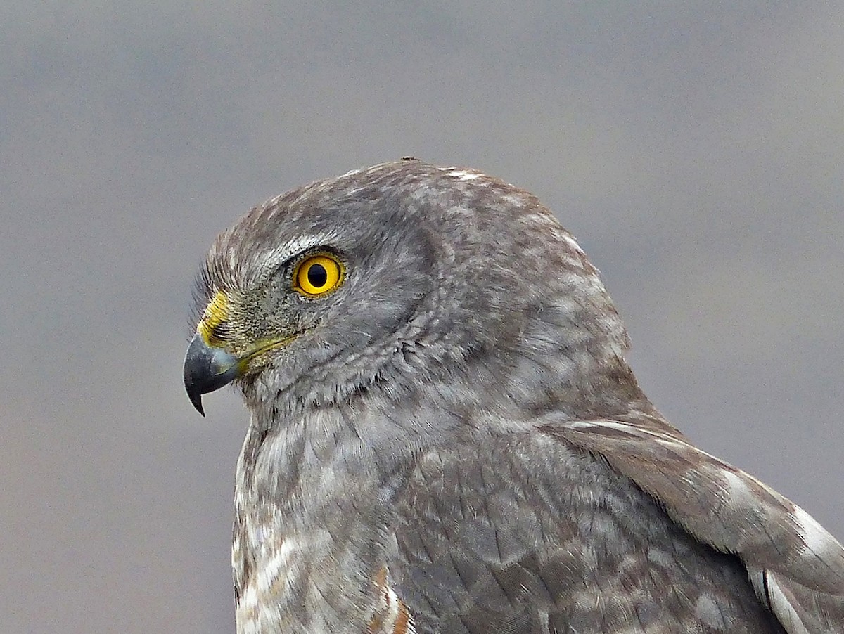 Cinereous Harrier - ML190226421