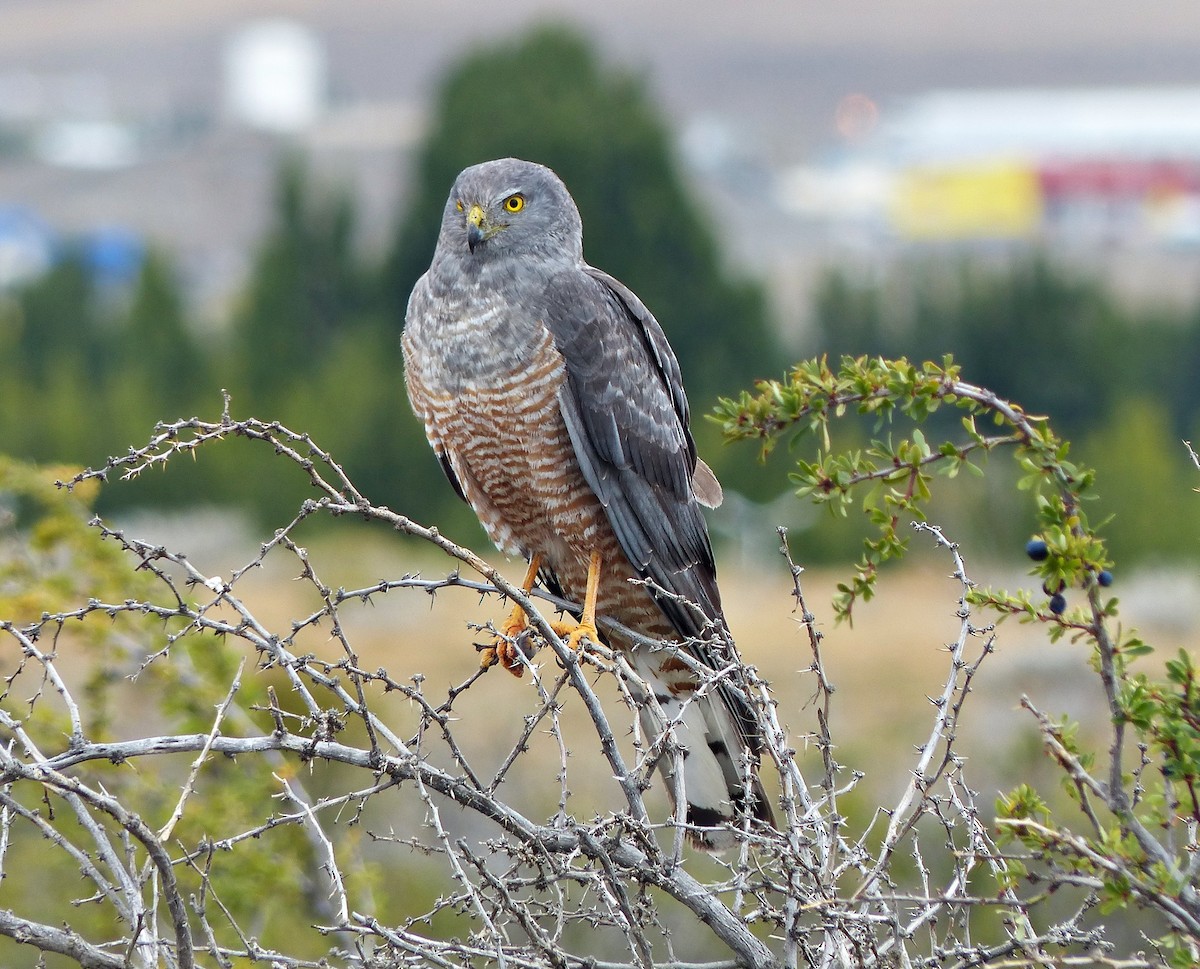 Cinereous Harrier - ML190226431