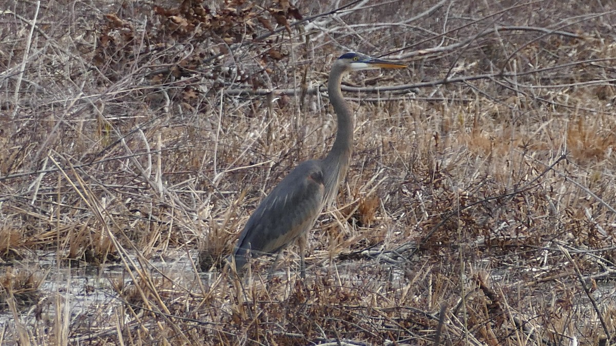 Great Blue Heron - ML190226551