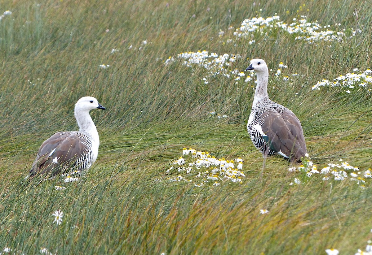 Upland Goose - Carlos Schmidtutz