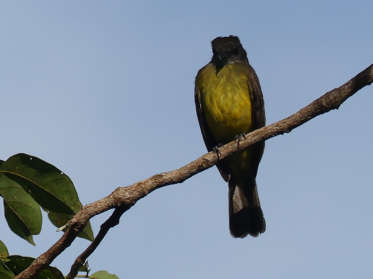 Dusky-chested Flycatcher - ML190229321