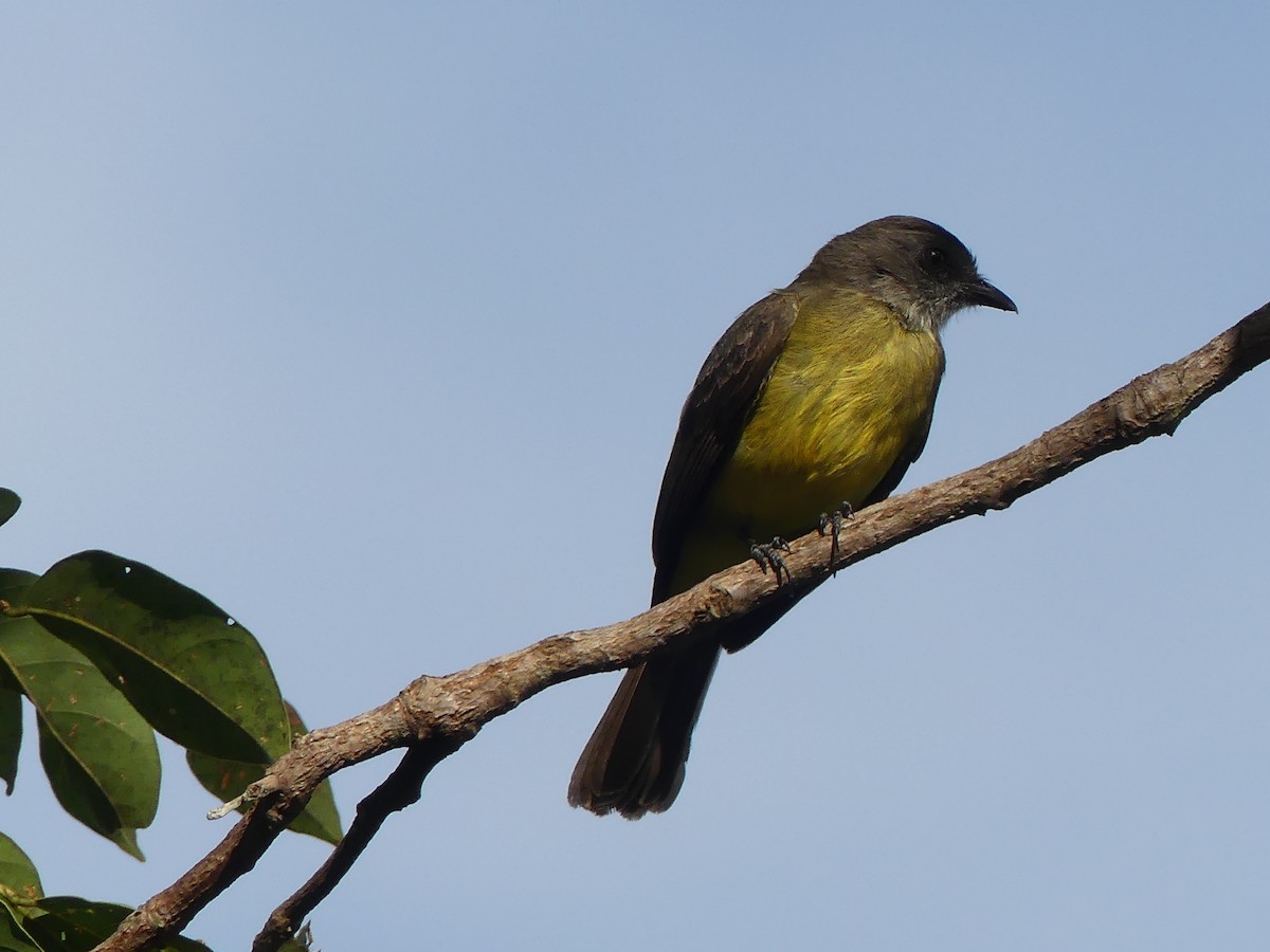 Dusky-chested Flycatcher - ML190229341