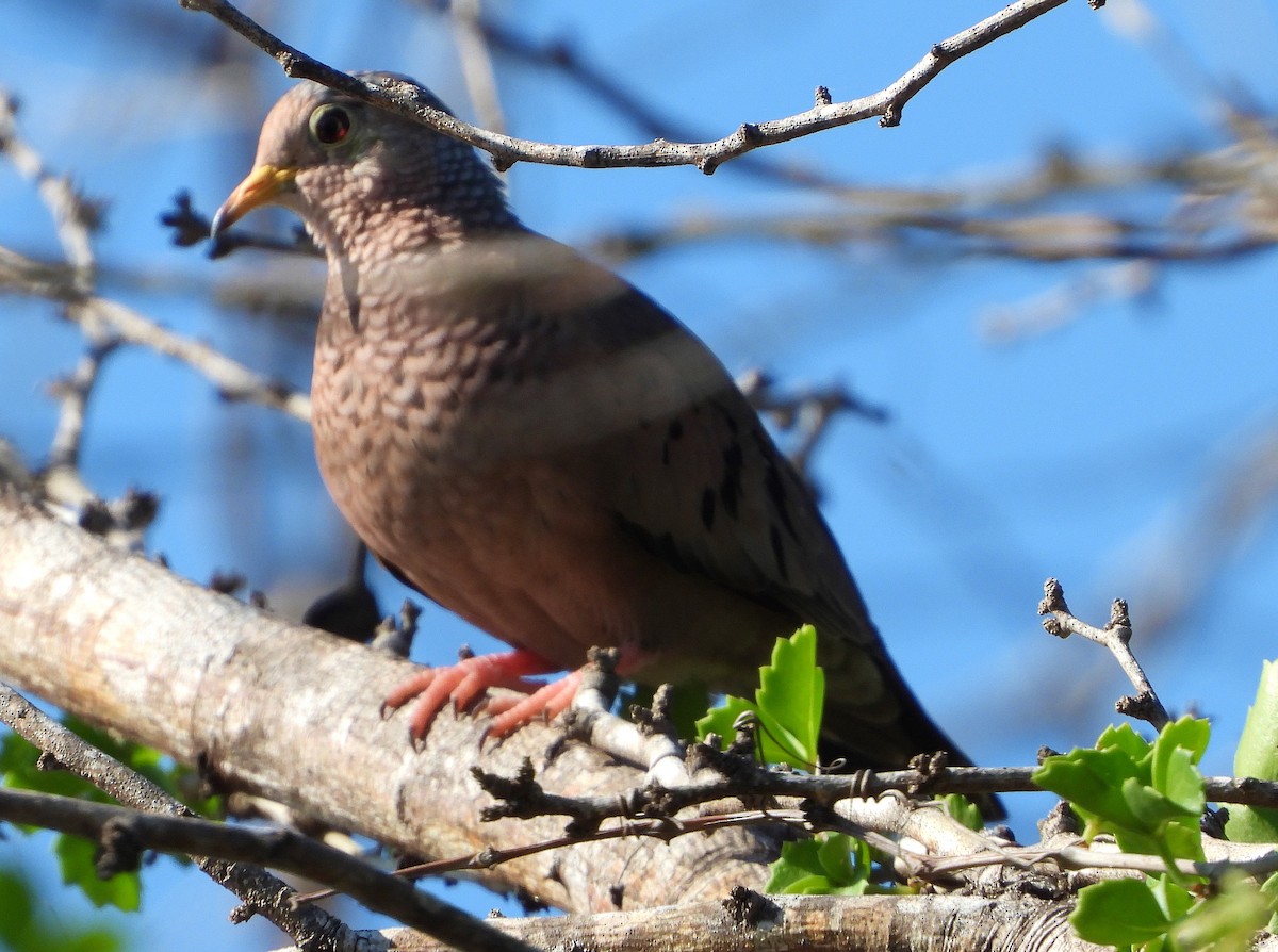 Common Ground Dove - ML190232011