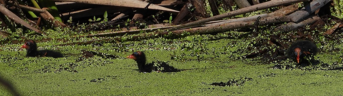 Gallinule d'Amérique - ML190232041