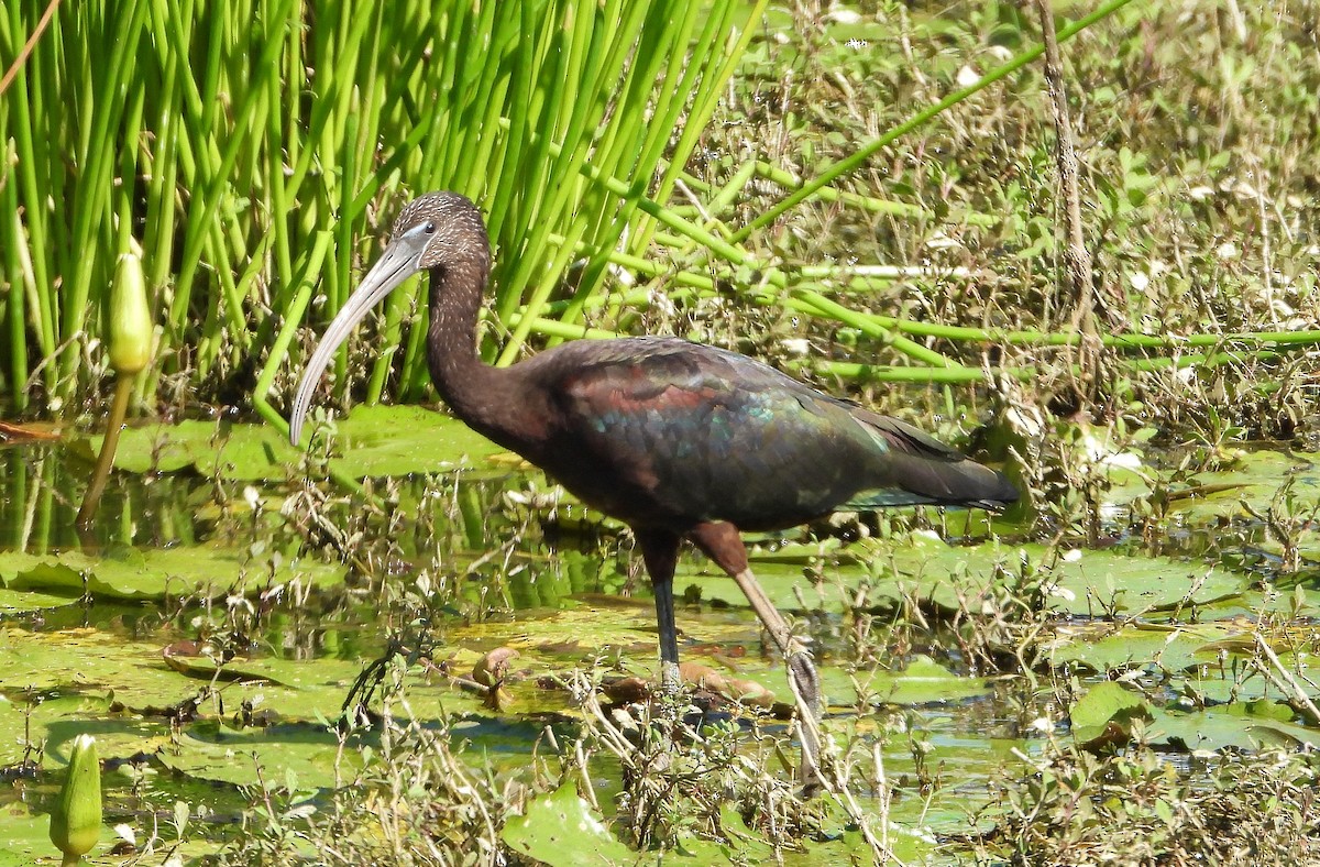 ibis hnědý - ML190232311