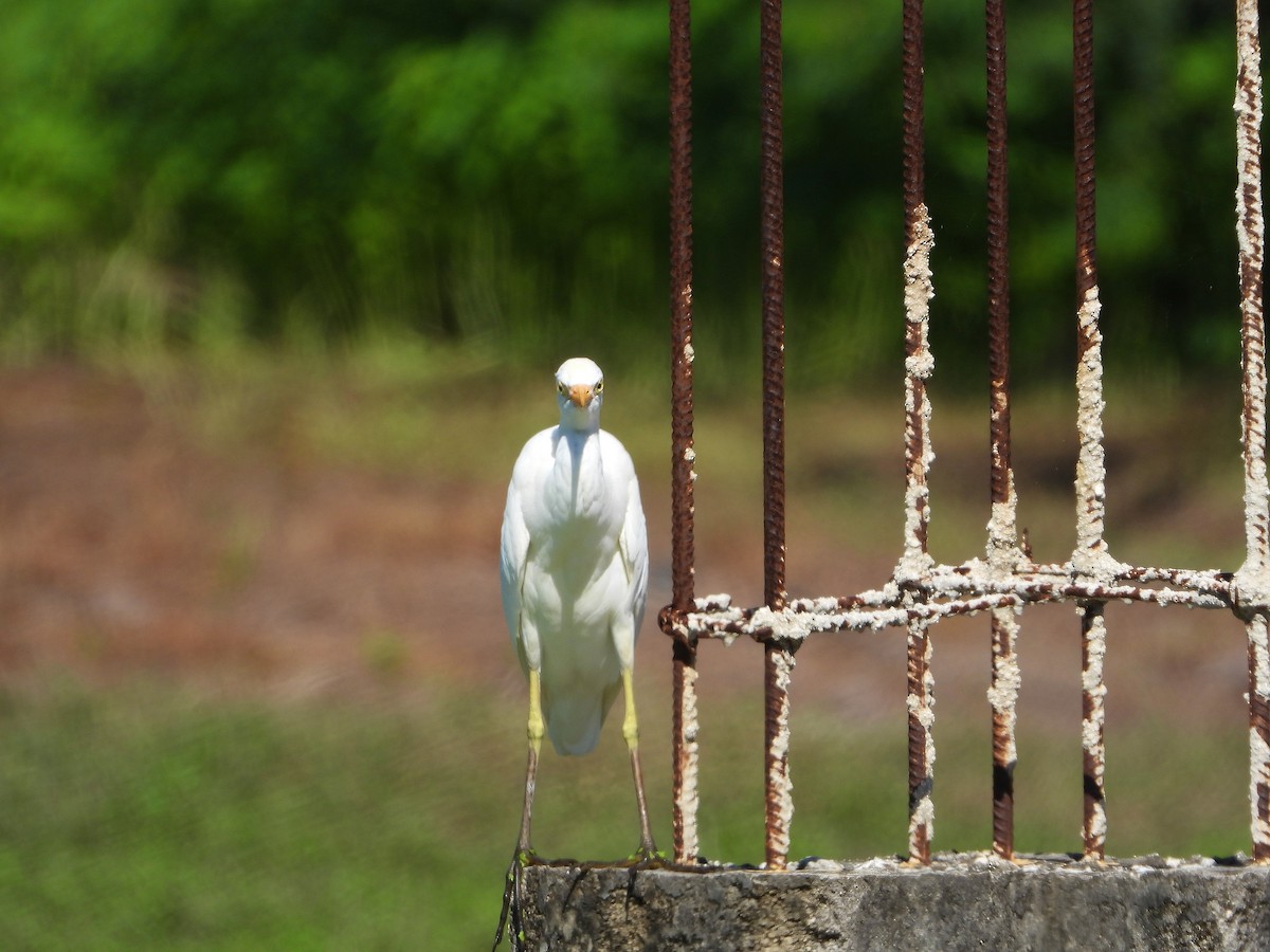 Western Cattle Egret - ML190232541