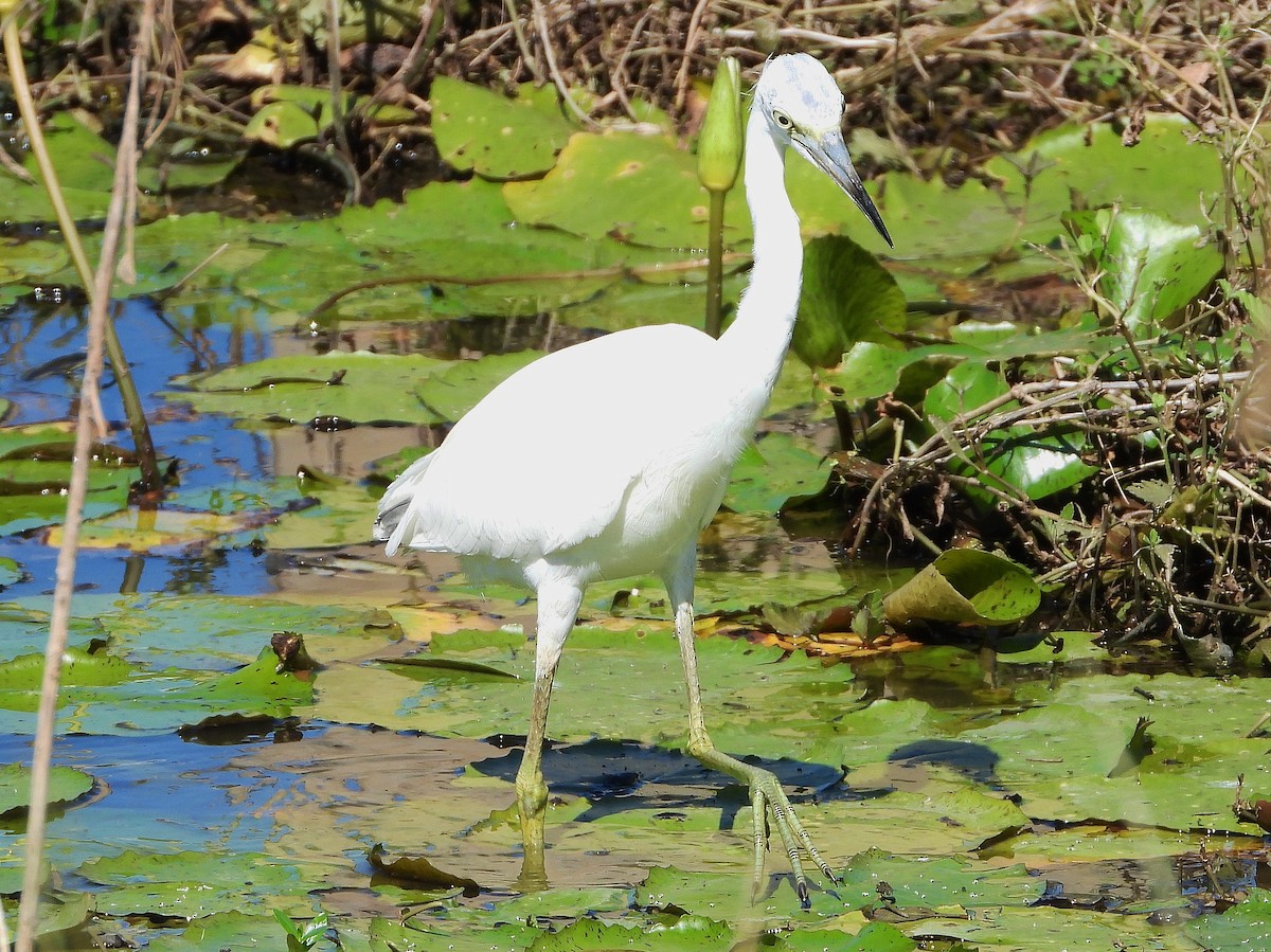 Little Blue Heron - ML190232561