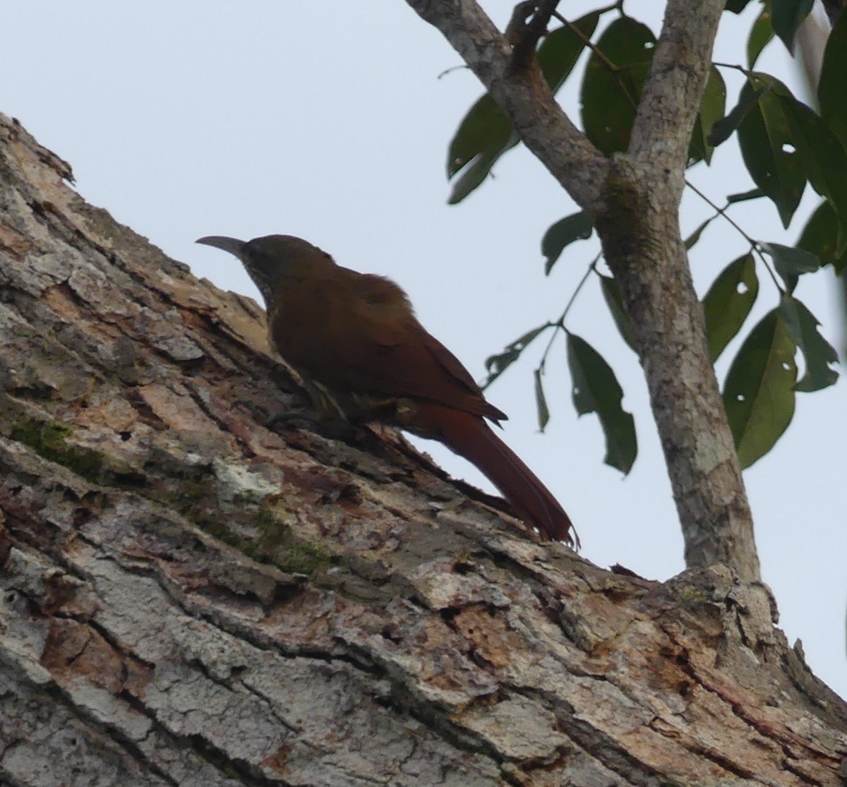 Duida Woodcreeper - ML190232591