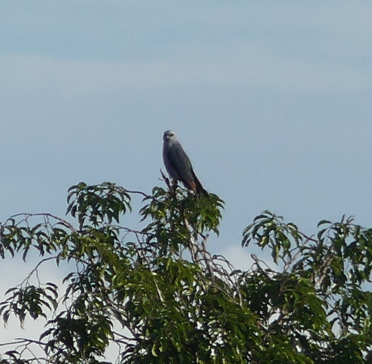 Plumbeous Kite - ML190233131