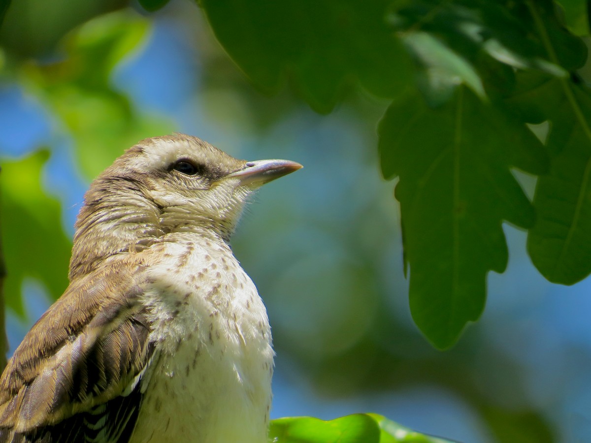 Chalk-browed Mockingbird - ML190234981