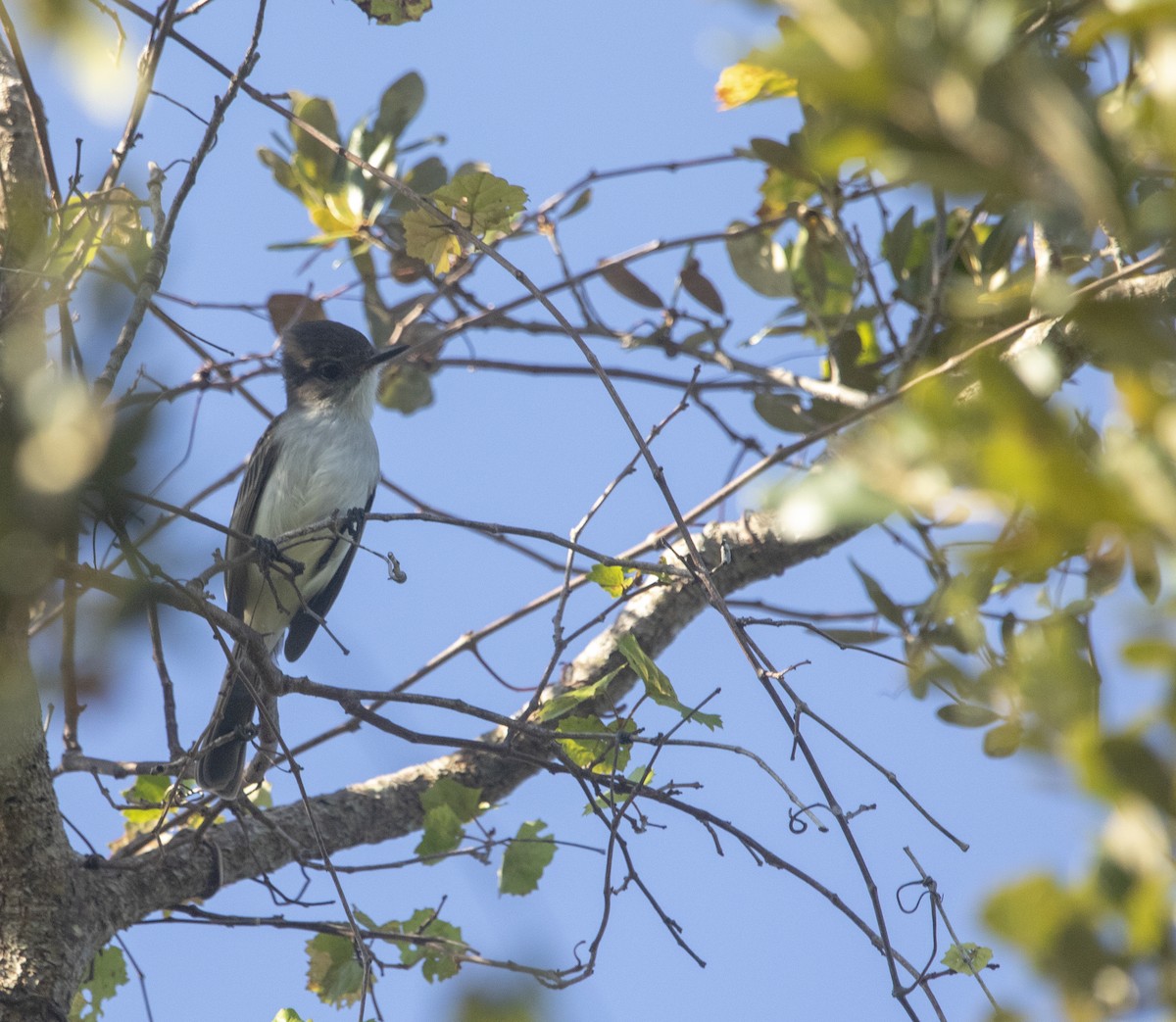 La Sagra's Flycatcher - Alexander Harper