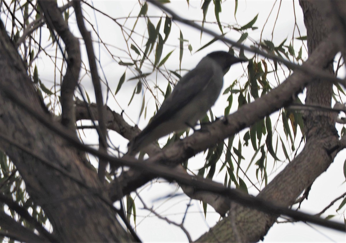 Black-faced Cuckooshrike - ML190237651