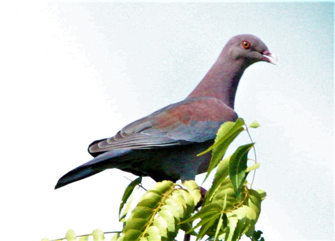 Red-billed Pigeon - ML190238241