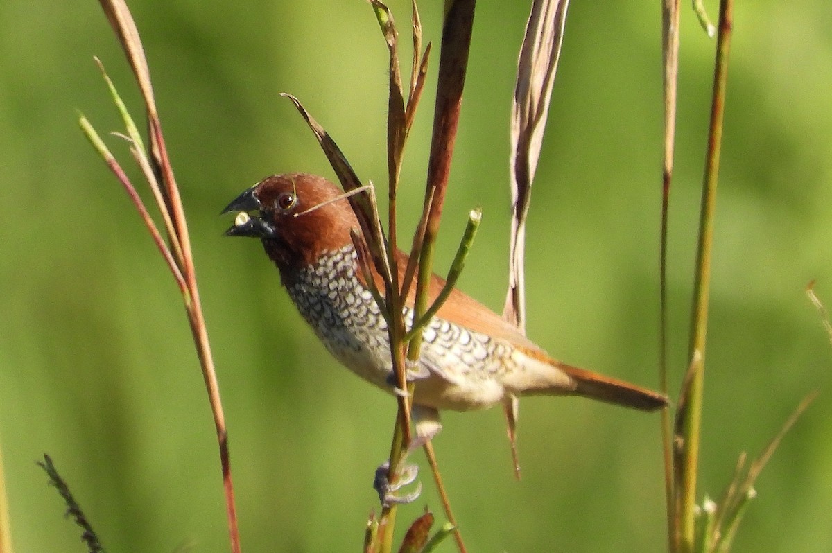 Scaly-breasted Munia - ML190240721