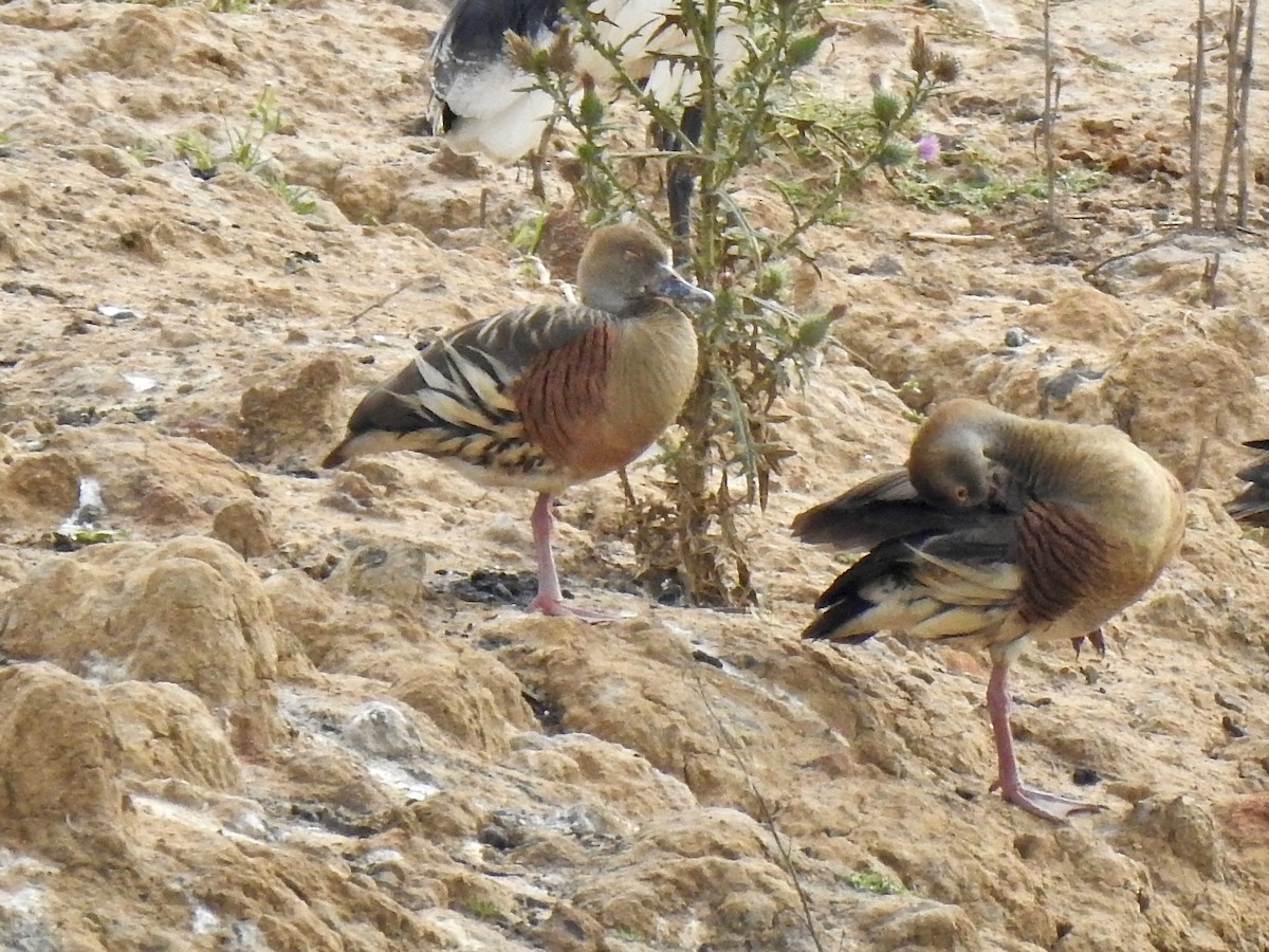 Plumed Whistling-Duck - ML190240781