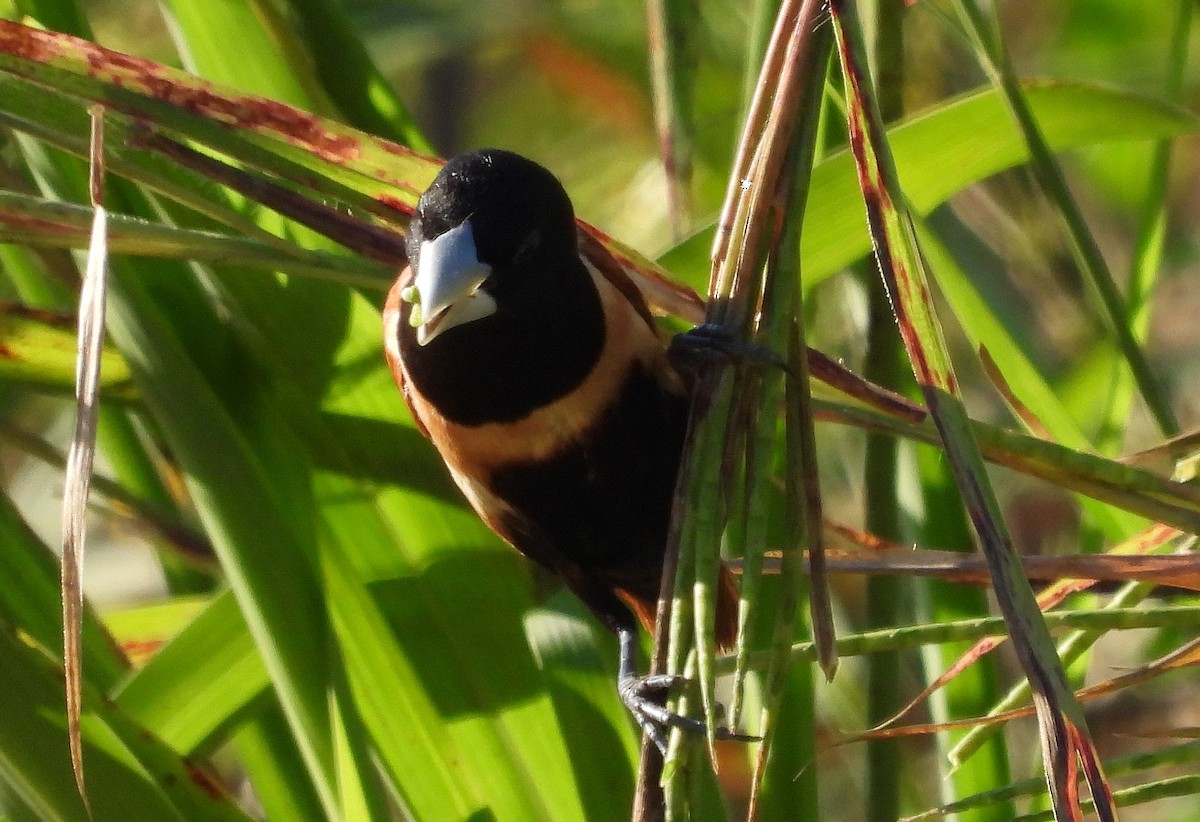 Tricolored Munia - Marie Furnish