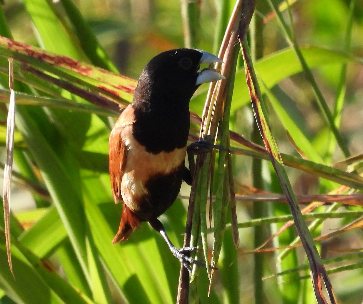 Tricolored Munia - ML190240841