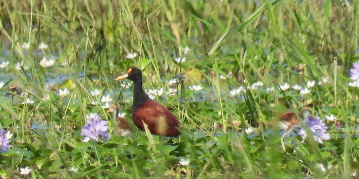 Northern Jacana - ML190241061