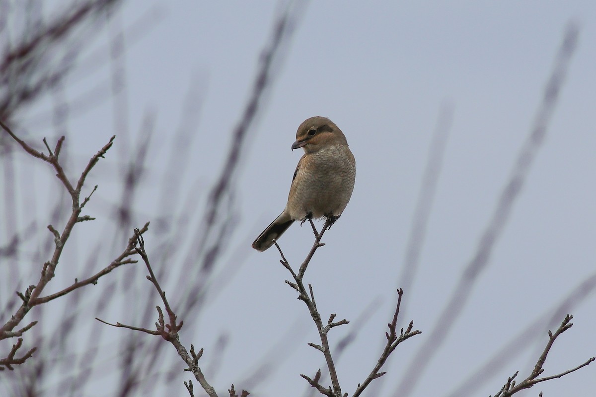 Northern Shrike - Nick Tepper