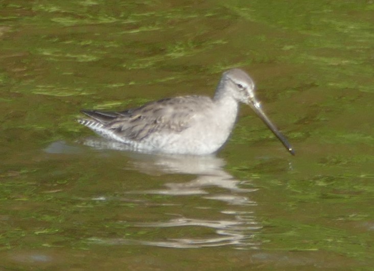 Long-billed Dowitcher - ML190244511