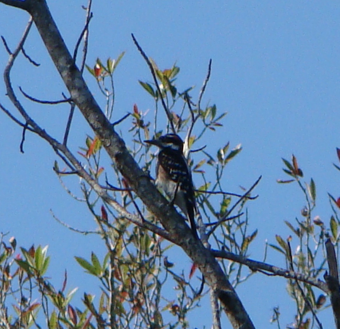 Hairy Woodpecker - ML190246601