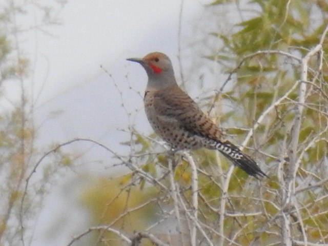 Northern Flicker - ML190246911