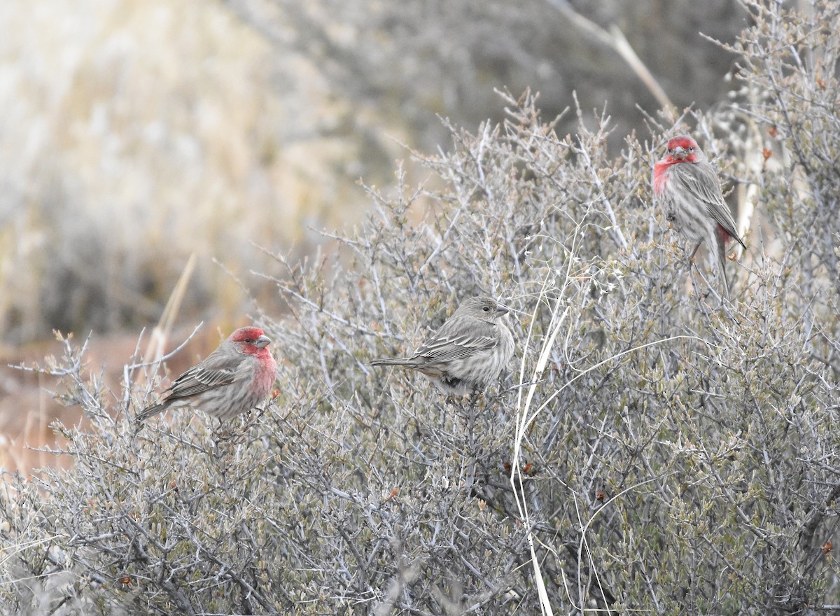 House Finch - ML190247951