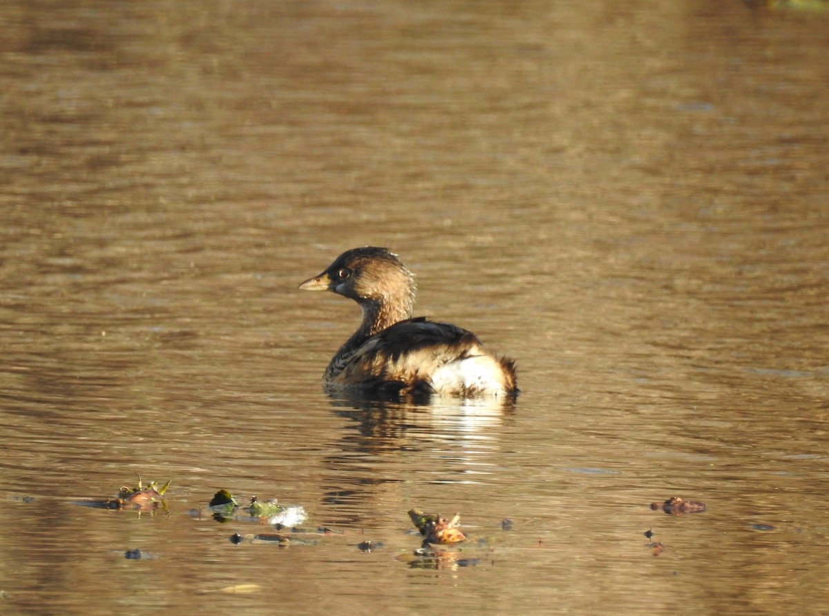 Pied-billed Grebe - ML190251971