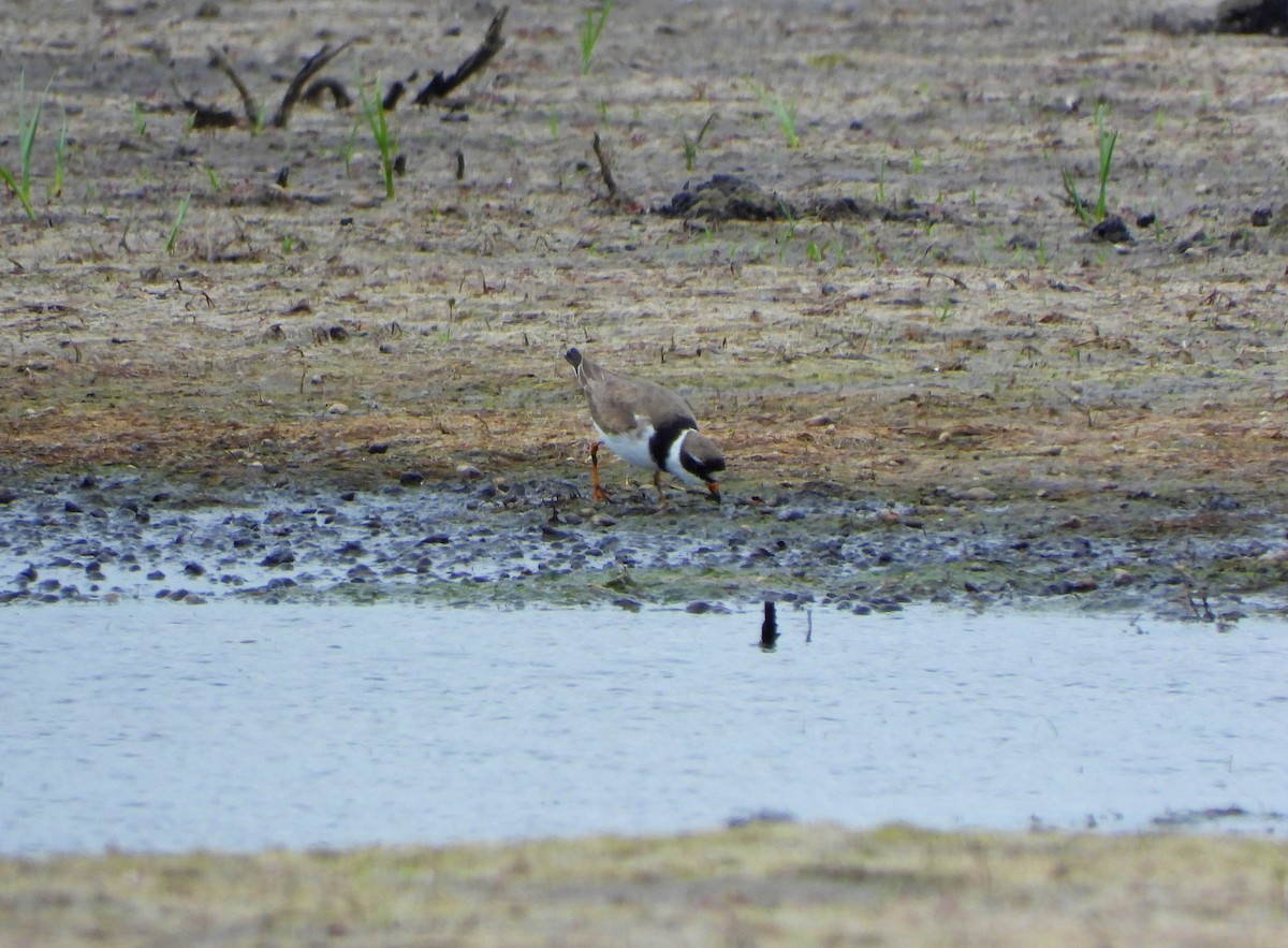 Semipalmated Plover - ML190252701