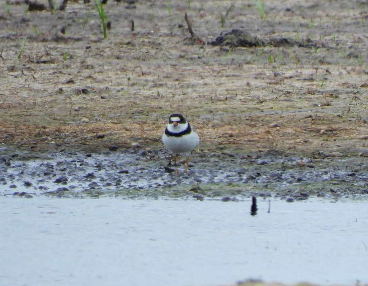 Semipalmated Plover - ML190252821