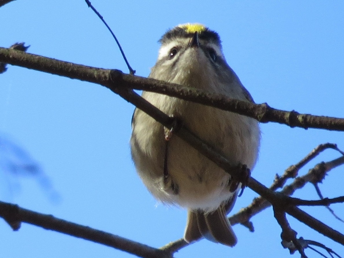 Golden-crowned Kinglet - ML190253311