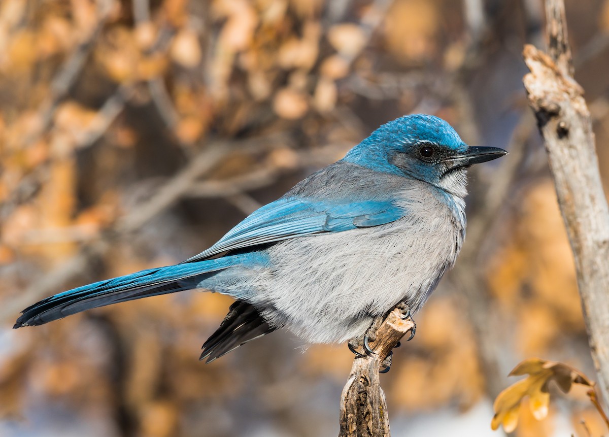 Woodhouse's Scrub-Jay - Jim Merritt