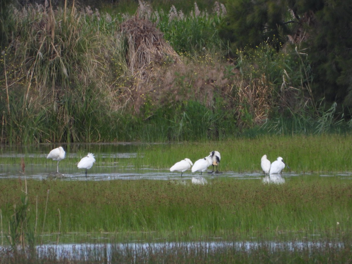 Royal Spoonbill - ML190254511