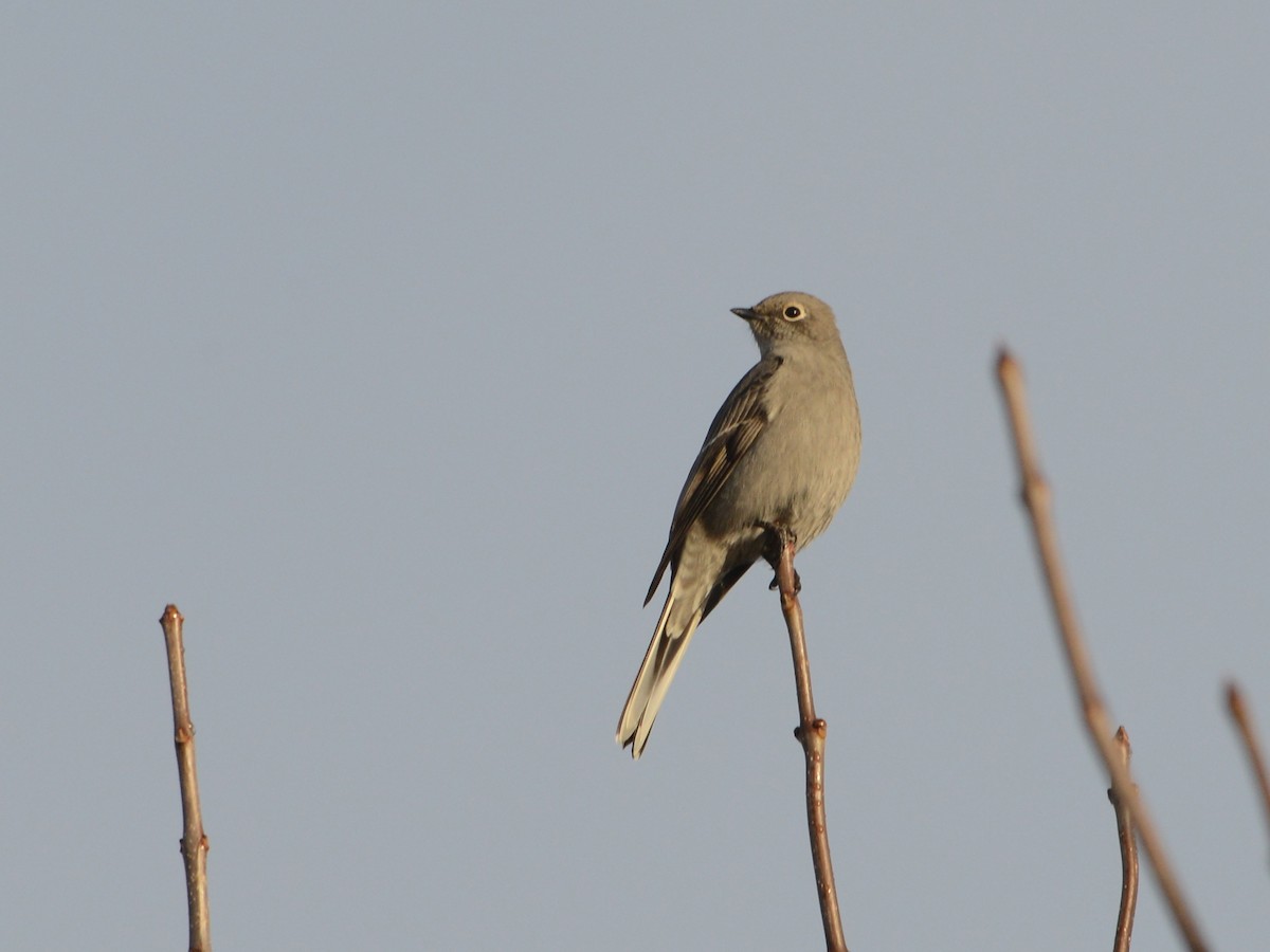 Townsend's Solitaire - ML190255171
